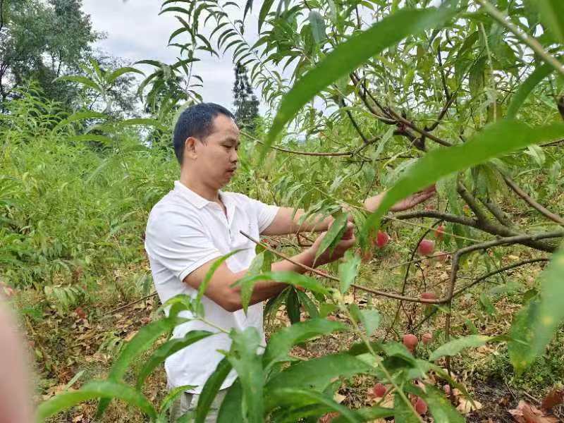 【优化营商环境】古丈县自然资源局：助力解决冬桃滞销问题，推动乡村振兴