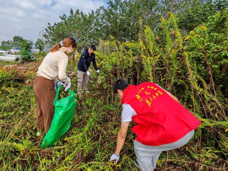 三塘镇开展“加拿大一枝黄花”铲除行动