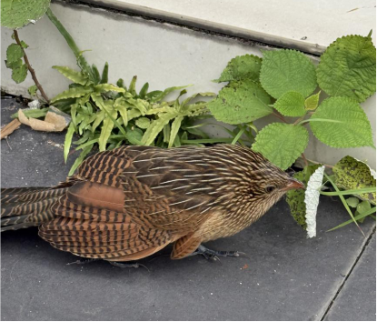 浆洞瑶族乡：多方联动 成功救助国家二级保护动物小鸦鹃