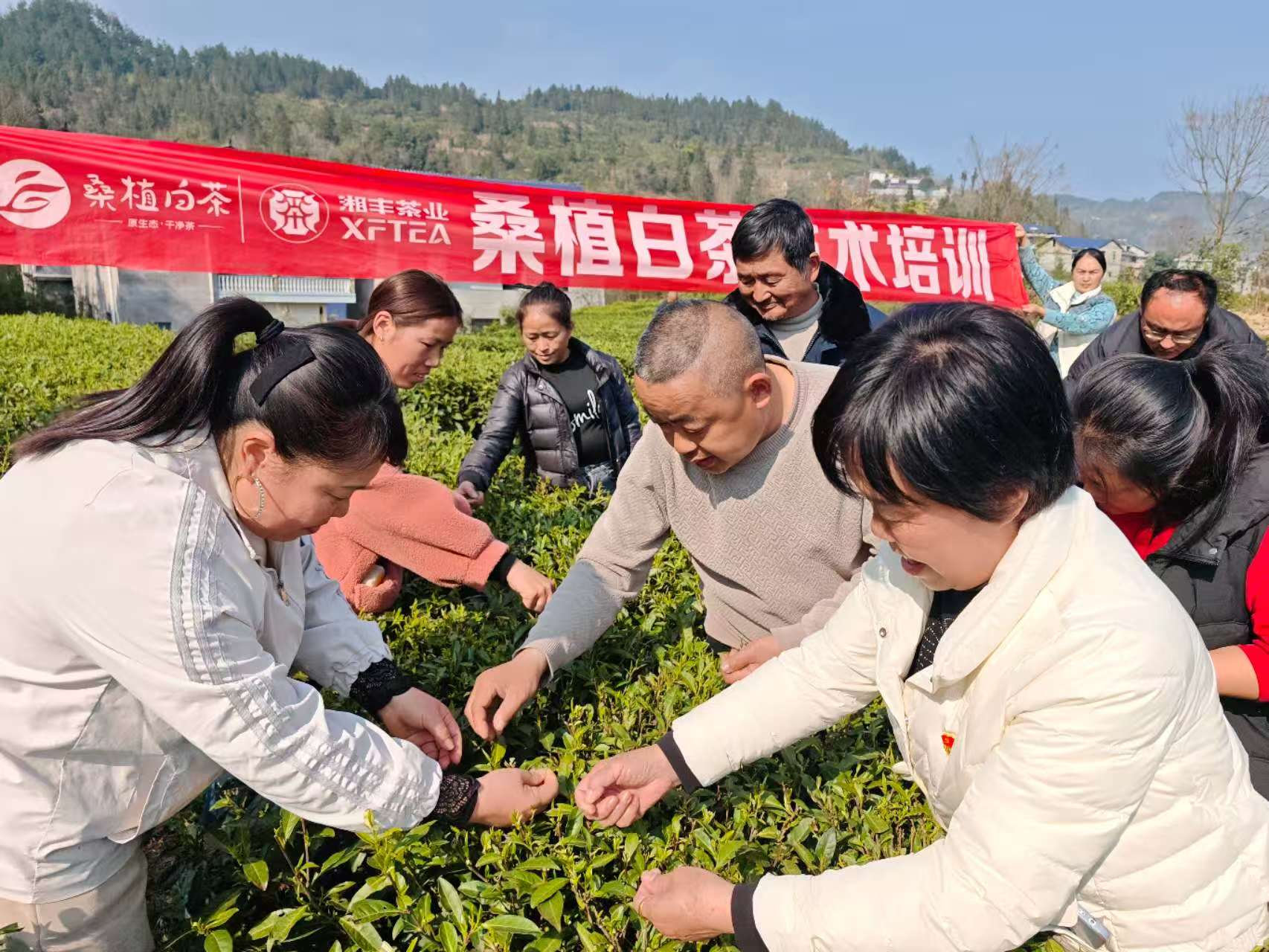 沙塔坪乡开展茶叶技术培训