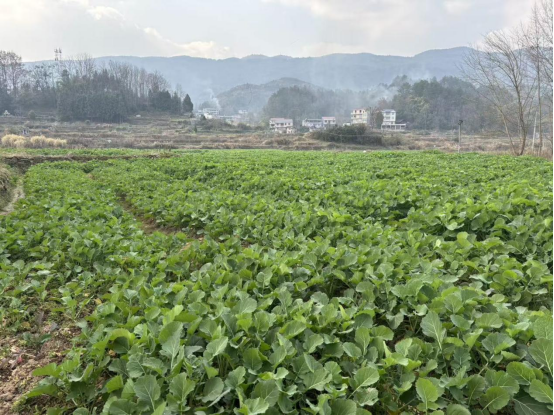 利福塔镇：科学御寒 力保油菜安全越冬