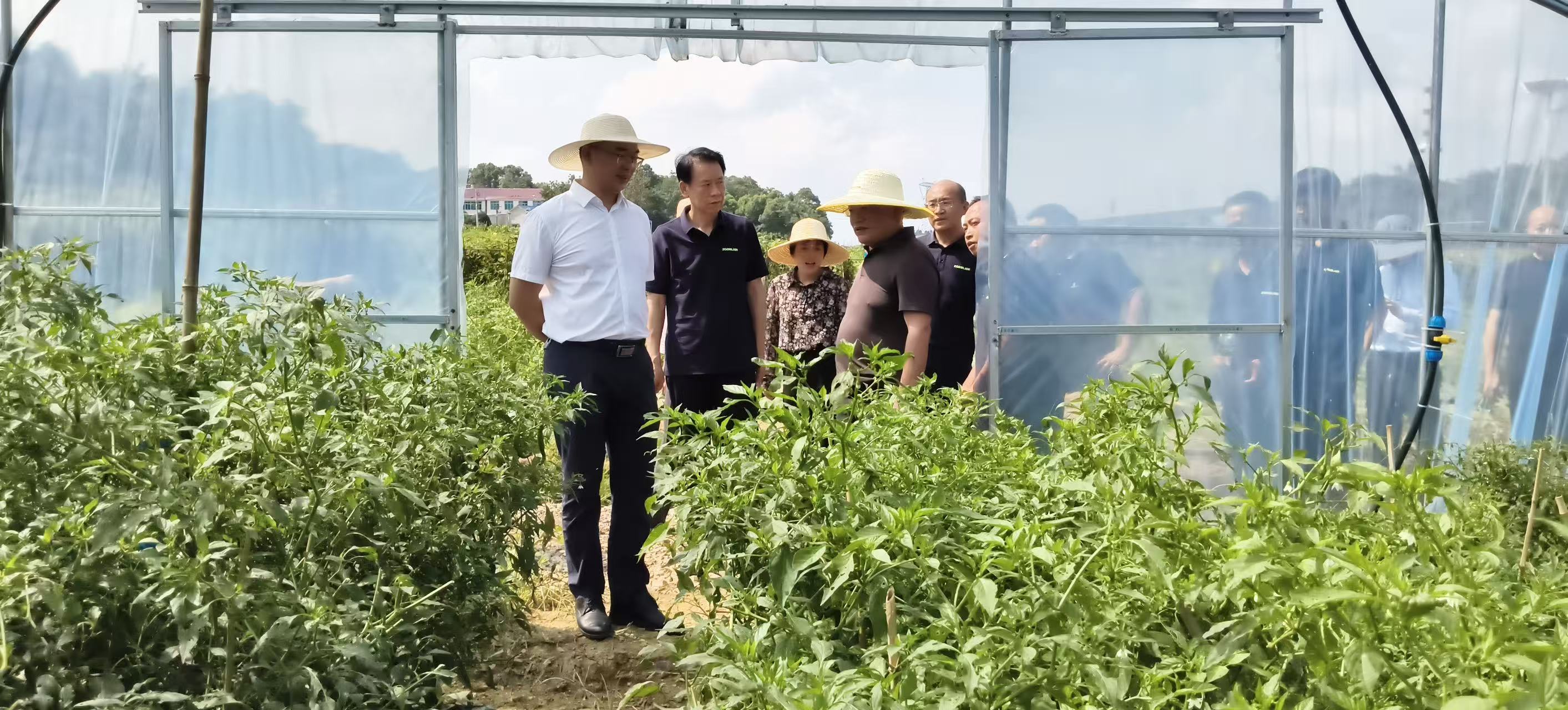 唐杰到岳家桥镇调研中联重科（益阳）优质农产品供应基地