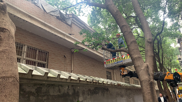 霞光社区：心系群众“烦心事”  修剪树枝美家园