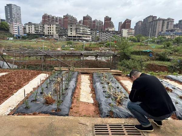 曙光社區(qū)開展禁種鏟毒踏查專項(xiàng)行動(dòng)