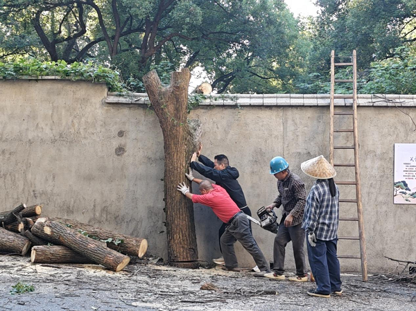 曙光社区及时消除枯树隐患 保障居民出行安全
