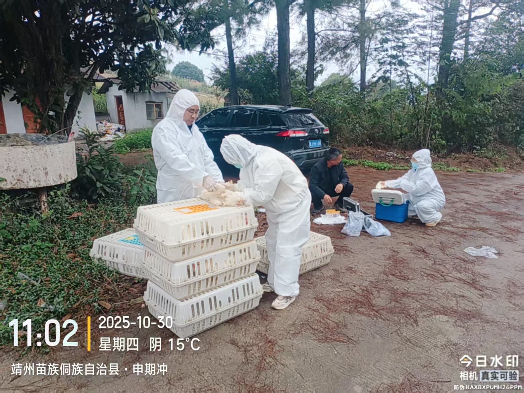 靖州：启动秋季动物防疫采样监测 护航畜禽健康