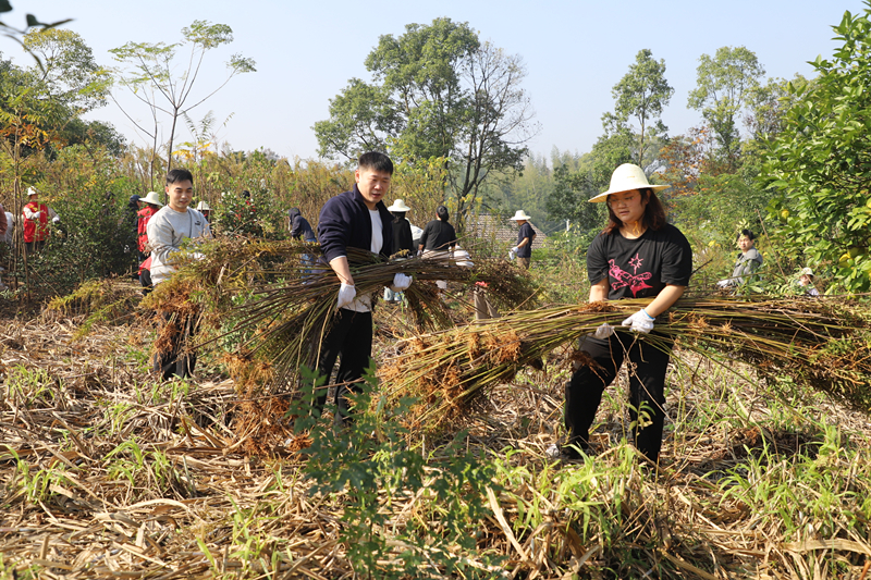 汨罗检察干警田埂上“锄”害护绿，共治共享描绘美丽汨罗