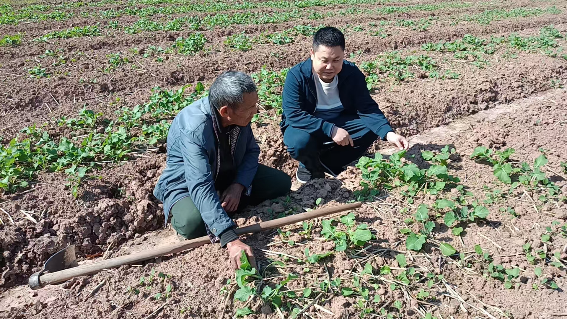 中方县铜湾镇：党员干部下沉一线 田间课堂助力油菜丰产