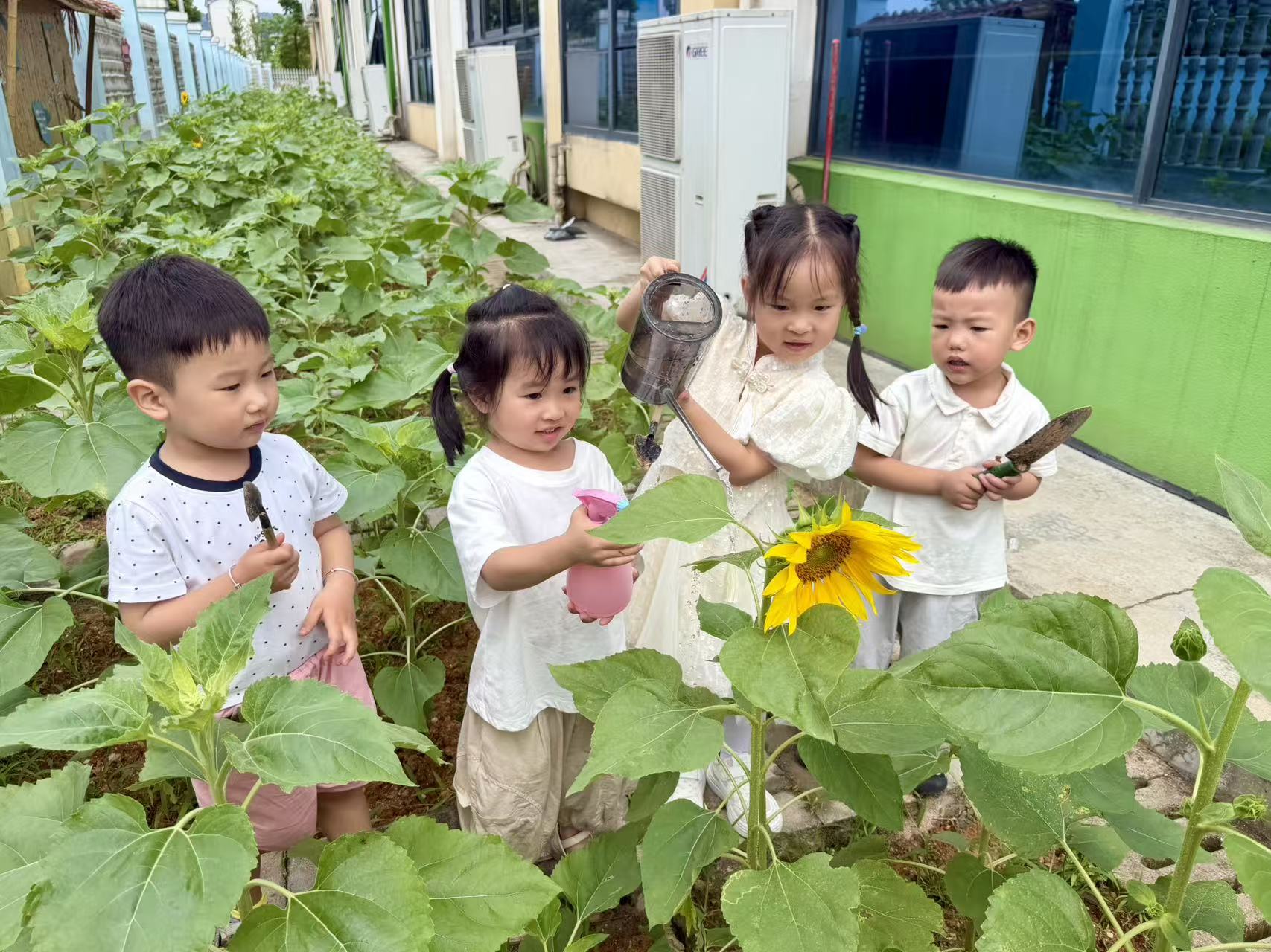 县二幼：开展“向阳育童心 稚手护葵花”自然农耕实践活动