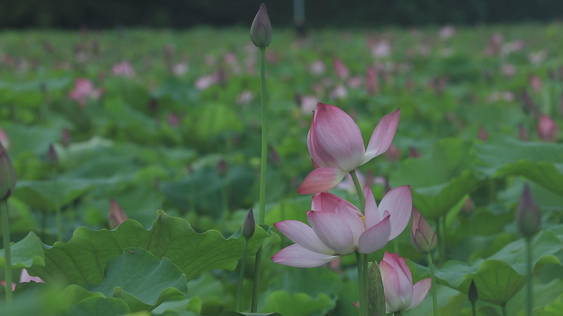 江永：一夜喜雨荷花开