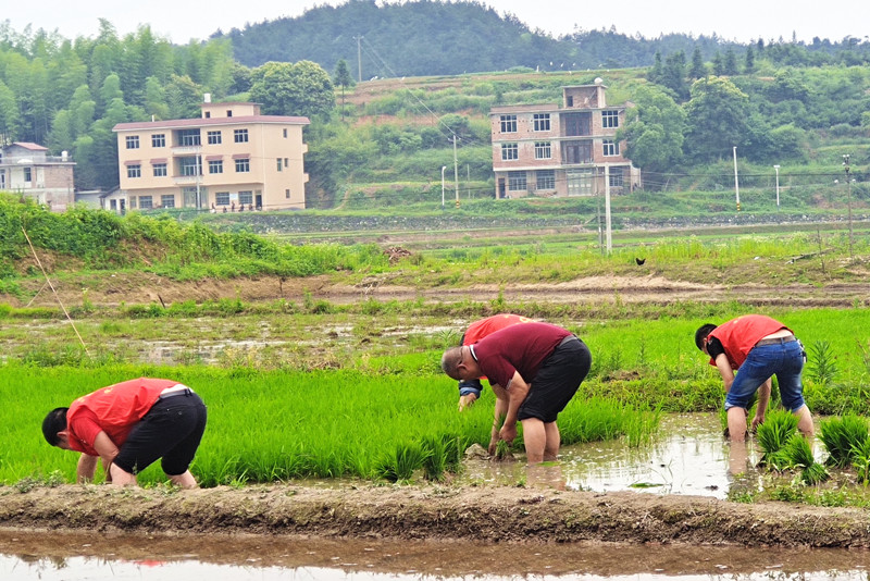 宋家塘管理区开展帮扶主题党日活动