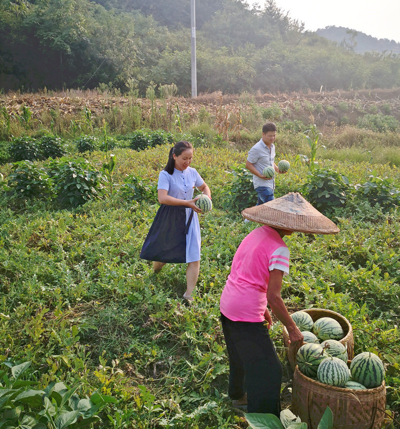 柔弱双肩挑大梁——记邵东市税务局驻流光岭镇永华村第一书记李喜圆