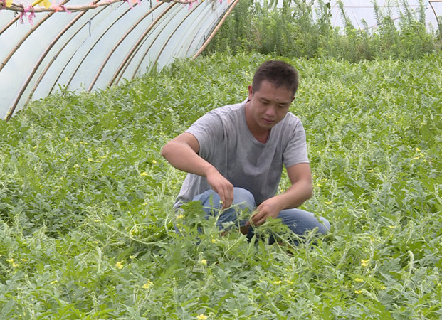 乡村振兴 | 佘田桥镇：“85后”村主任争做党员致富带头人