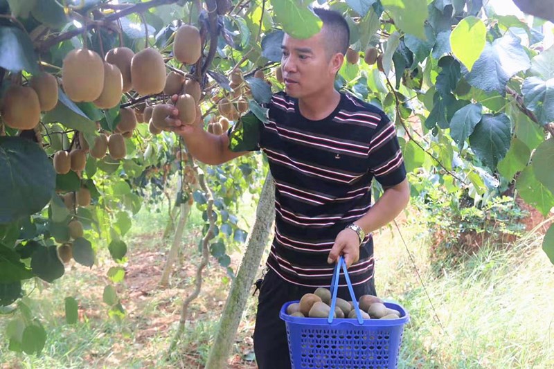 魏家桥镇伟志农庄的红心猕猴桃熟了