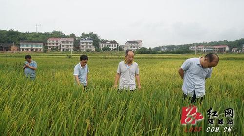 走马街镇：再生稻头季实地测产亩产741公斤