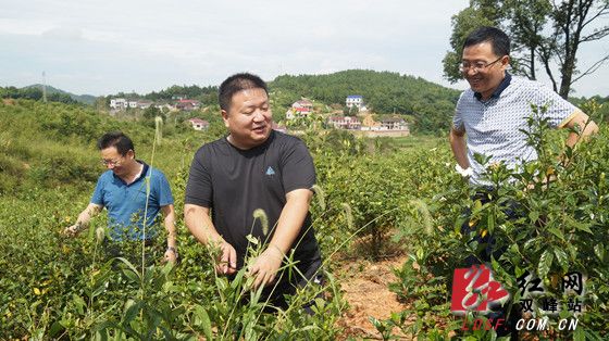 走马街镇：黄栀子满挂枝头丰收在望