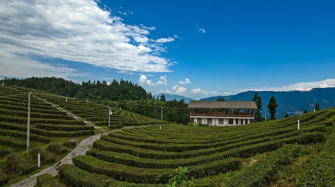 脱贫攻坚群英谱·脱贫攻坚干部考察调研丨宁乡市沩山乡同庆村党总支书记陈林：脚踏泥土 心怀柔情