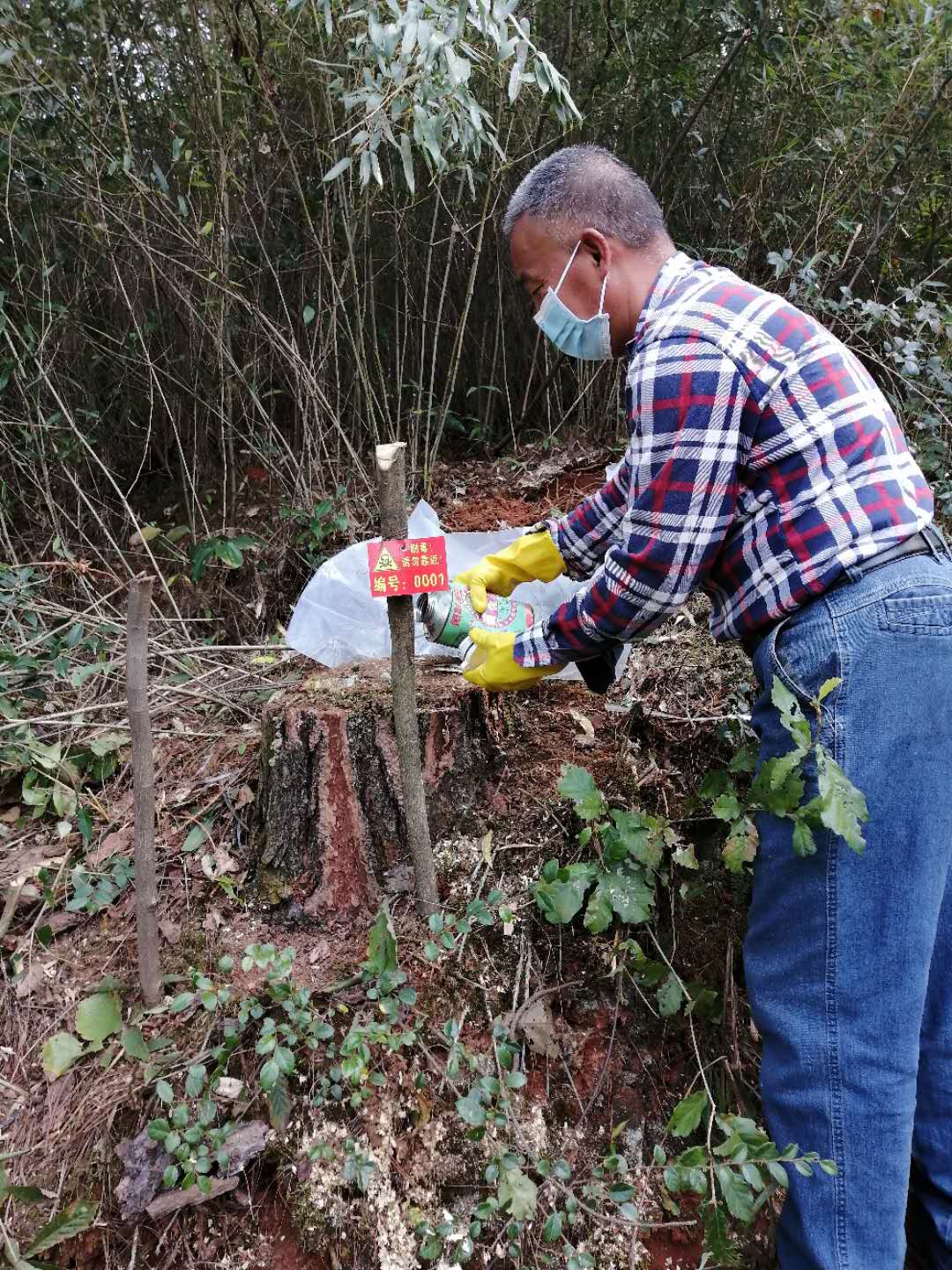 荷叶镇大力防治松材线虫病