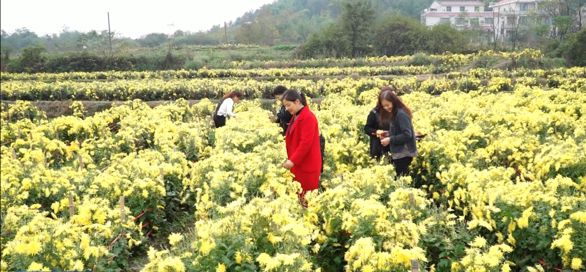 锁石：小菊花绽放美丽经济