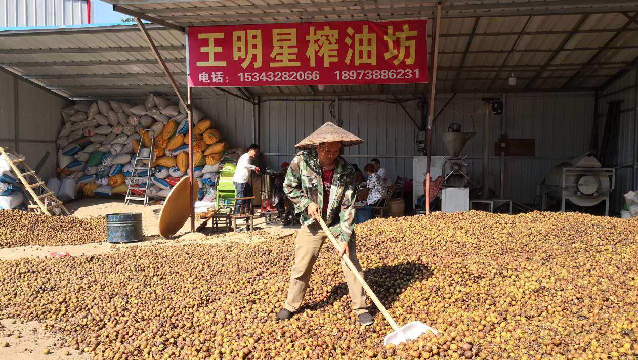 乡村振兴带头人：种起油茶林 端起生态饭