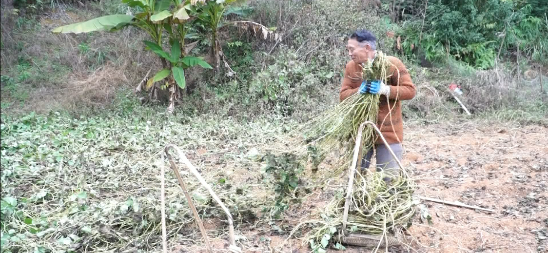 彭闹如：贫困户变养牛大户 幸福生活“牛”起来