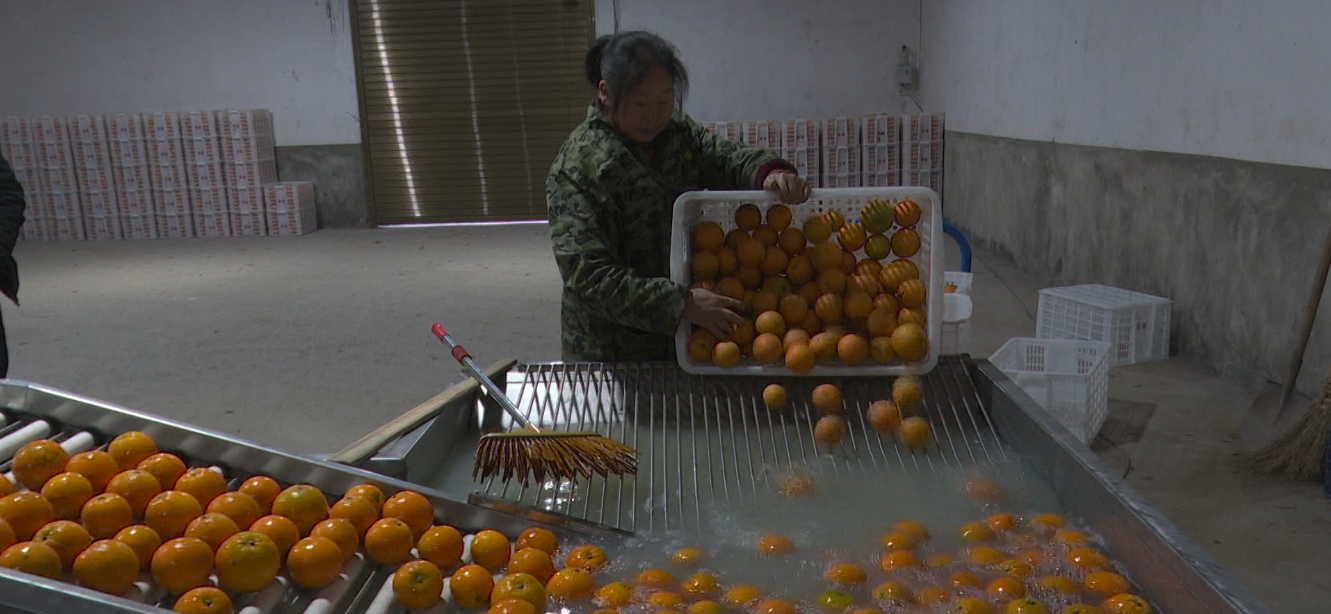 梓门桥镇:小小红心橙 致富千万家