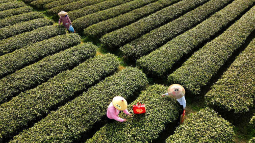 湖南雙峰萬畝茶園迎來春茶采摘高峰