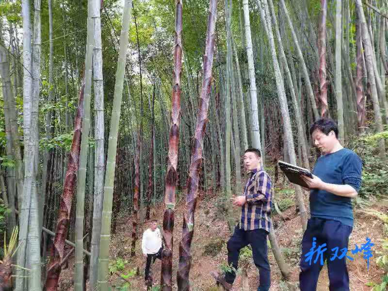 荷叶镇：发展竹产业助推乡村振兴