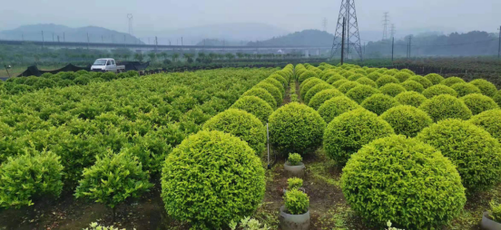 連續(xù)三年！岳塘區(qū)獲湘潭市綠心地區(qū)生態(tài)保護(hù)工作評(píng)估考核第一名