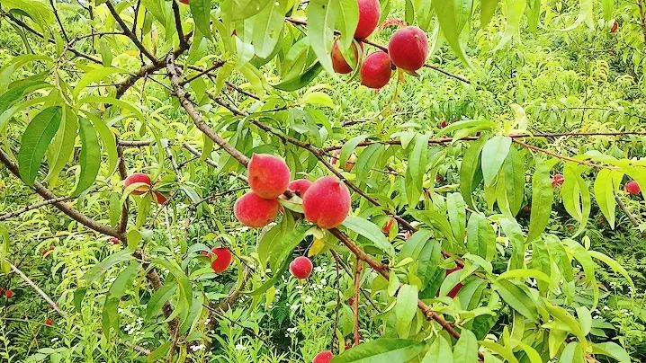 【网约湘游】 走，摘果子去咯！铁篱村300亩桃园“甜蜜”开园了！