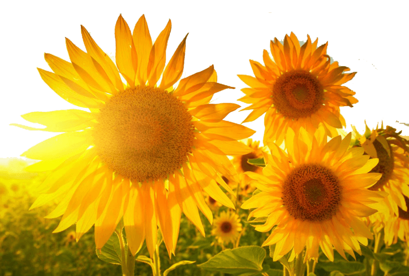 夏日阳光（外一首）