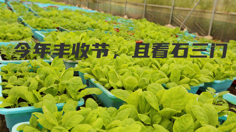 “打卡”石三门 肉冬瓜：比肉还好吃的冬瓜