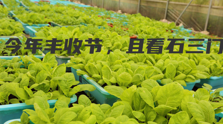 美丽“石三门” 盆栽蔬菜：既能观赏又能吃.