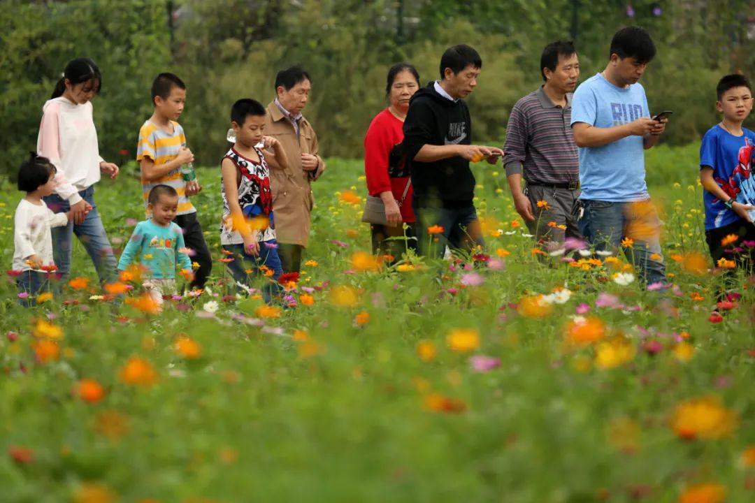 味更浓！“十一”小长假第三天，石三门农民丰收节精彩继续