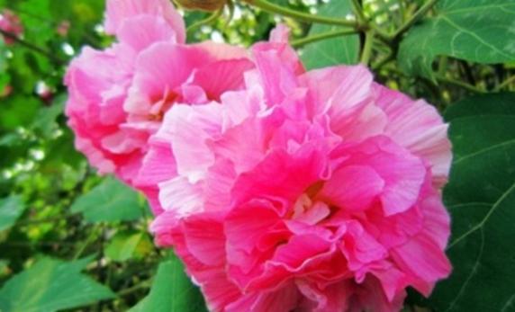 邂逅芙蓉花