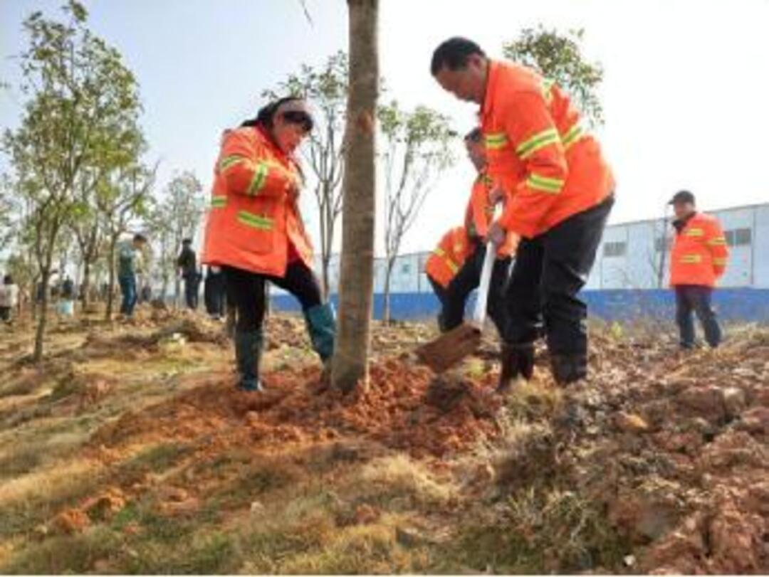 “播种一片绿意，共建绿色天元” 天元区城管局党委开展党建引领植树护绿活动