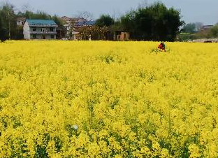 北塔区茶元头街道办事处沐三村油菜花田