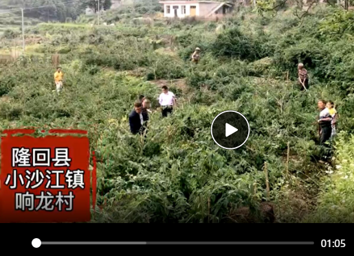 小康路上丨金银花开“金银”多 隆回以花为媒步入发展“快车道”