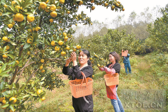 【湘潭日?qǐng)?bào)】岳塘區(qū)：產(chǎn)業(yè)興 增收穩(wěn)