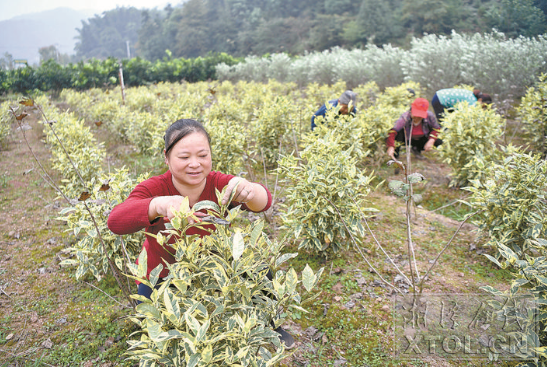 【湘潭日?qǐng)?bào)】岳塘區(qū)荷塘街道大力發(fā)展苗木產(chǎn)業(yè) 助力貧困戶(hù)就業(yè)增收