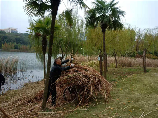 盤龍社區(qū)：清理木魚湖沿岸蘆葦 保障冬季水環(huán)境及消防安全