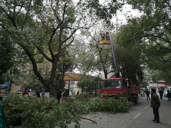 江濱社區(qū)：修剪樹木 消除安全隱患