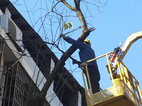 區(qū)城建投：及時修剪樹枝 消除安全隱患