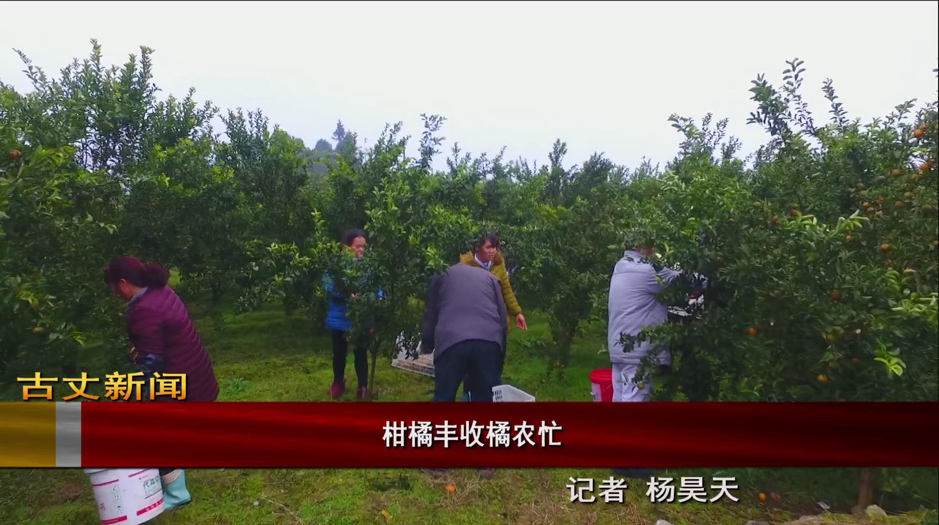 柑橘丰收橘农忙