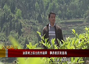 【古丈新闻】油茶树上结出的幸福果  飘香脱贫致富路