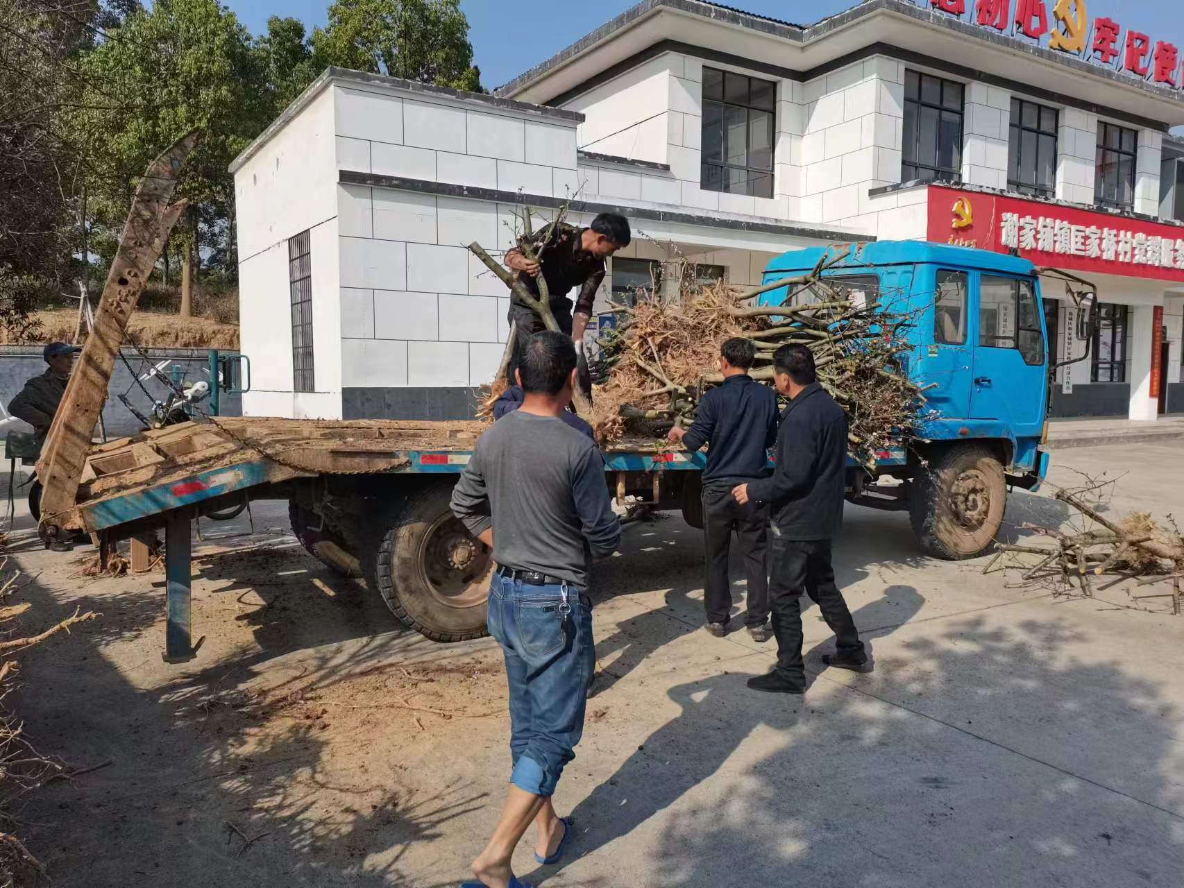 谢家铺镇：为农户免费发放果树苗 大力促进庭院经济