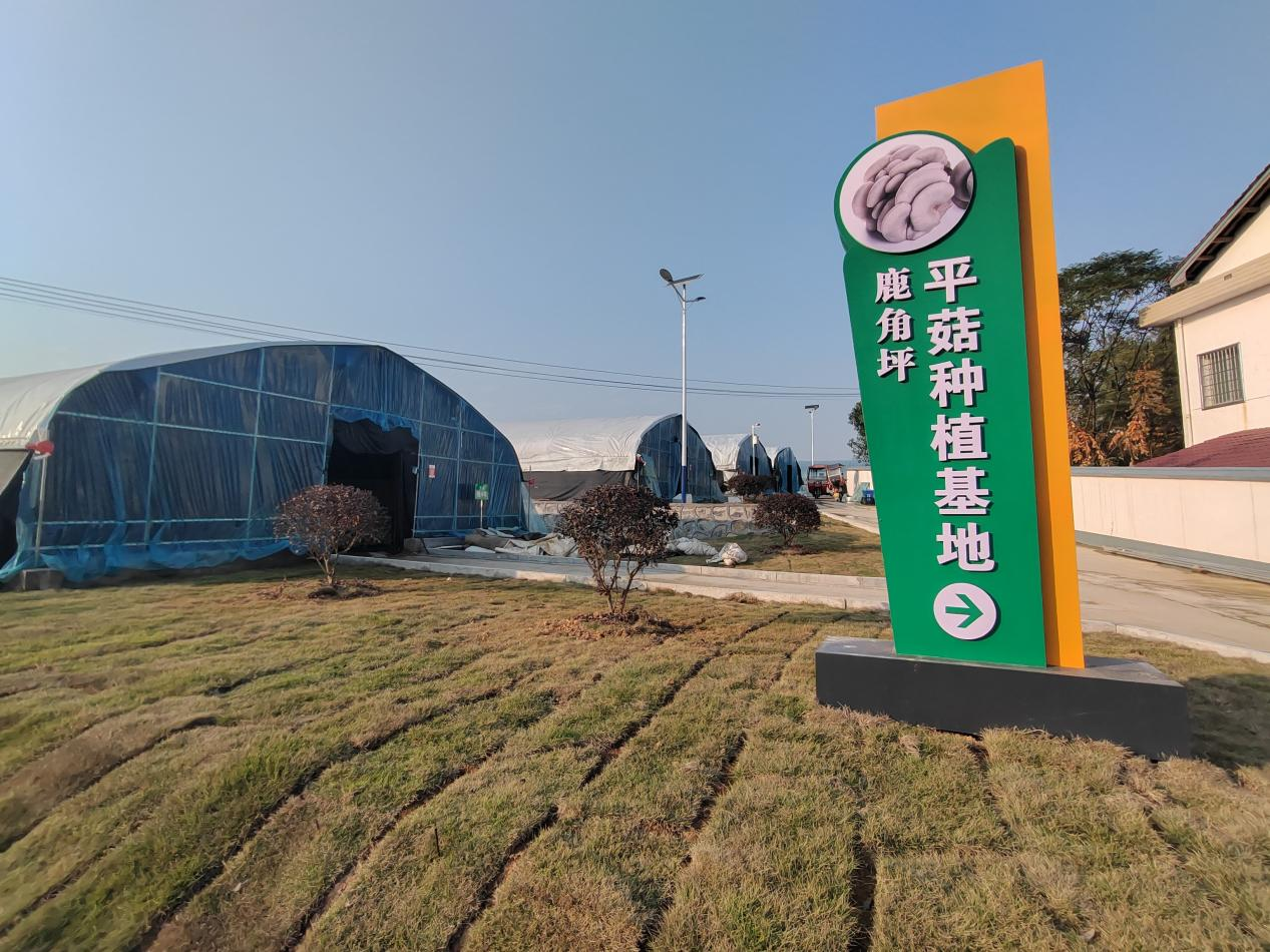 鹿角坪村:特色产业成果丰硕 集体经济活力迸发