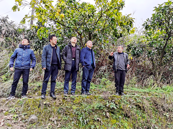 彭绍兴调研白茶产业发展工作