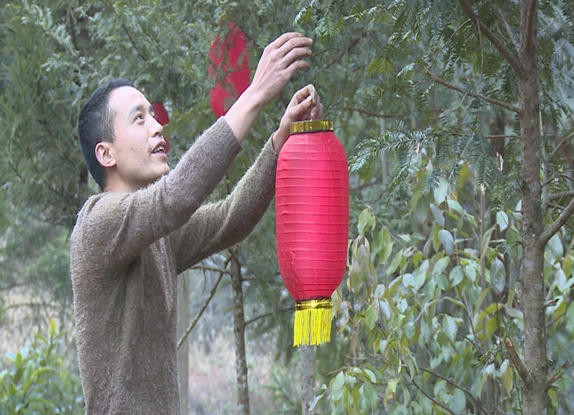 新春走基层|土家小伙：“红豆杉树挂灯笼”贺新春