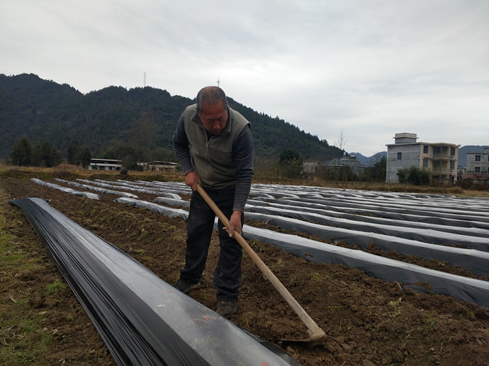 岩板村：春种马铃薯 播下丰收希望